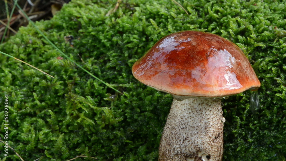 watering orange-cap boletus grow on green moss macro watering orange-cap boletus grow on green moss macro