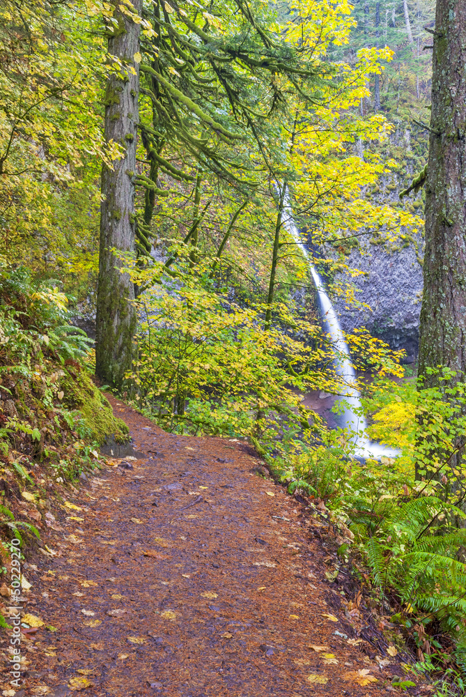 Fototapeta premium Foot path to Pony Tail falls in Oregon
