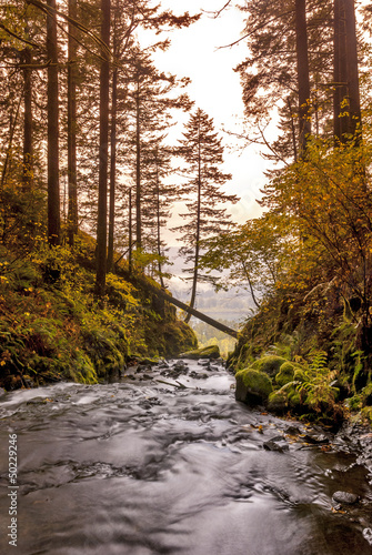 River flows through a forest and over the ege