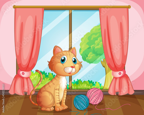 A cat near the window
