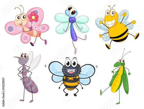 Flying insects