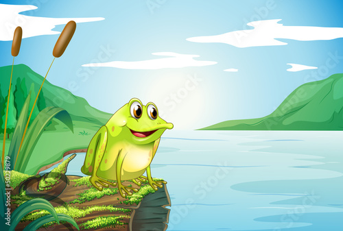 A trunk at the river with a frog