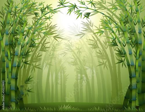 Fototapeta Naklejka Na Ścianę i Meble -  A green bamboo forest