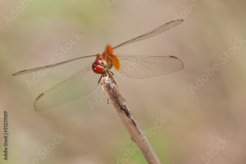 Odonata,dragonfly