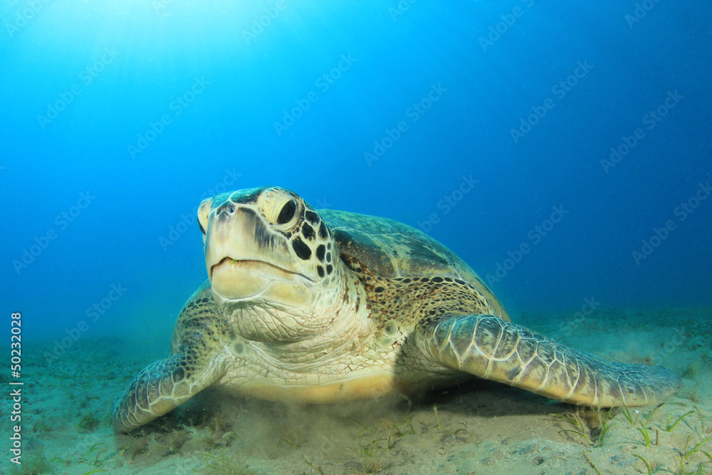 Obraz premium Green Sea Turtle