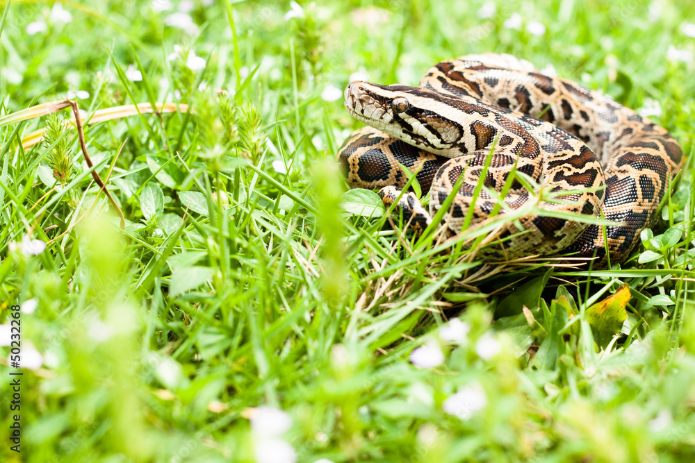 Obraz premium Dangerous burmese python could be found between the grasses