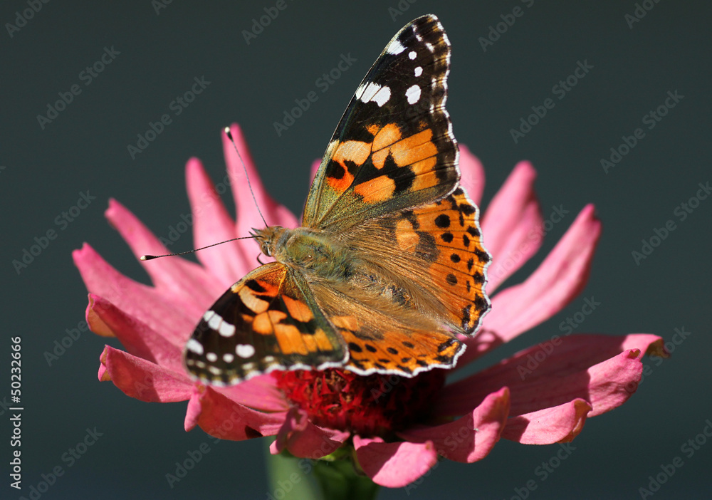 Naklejka premium butterfly Painted Lady sitting on flower (zinnia)