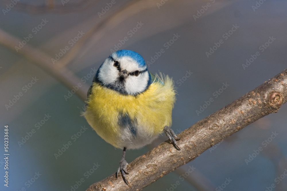 Fototapeta premium Blaumeise