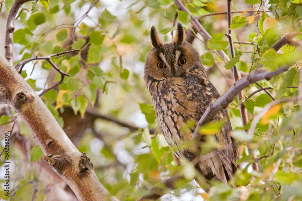 Obraz premium Waldohreule