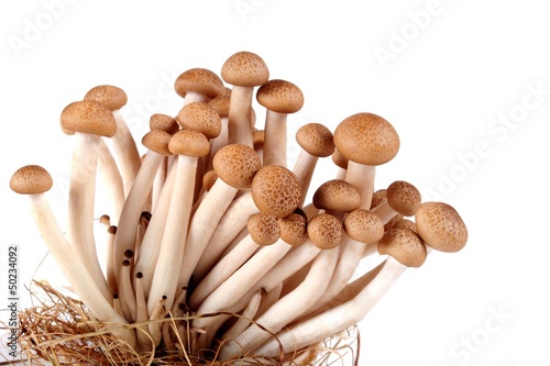 Brown beech mushrooms, Shimeji mushroom, Edible mushroom