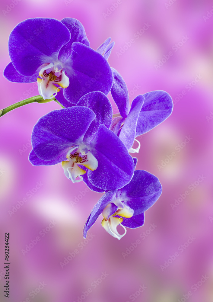 Naklejka premium orchidée