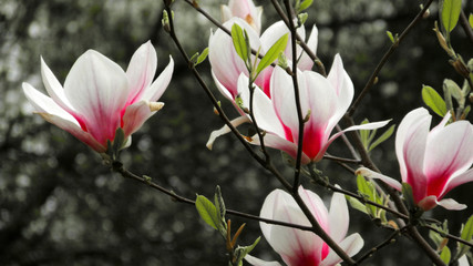Keuken achterwand Magnolia Magnoliabloesem in volle voorjaarspracht  © vowoabt