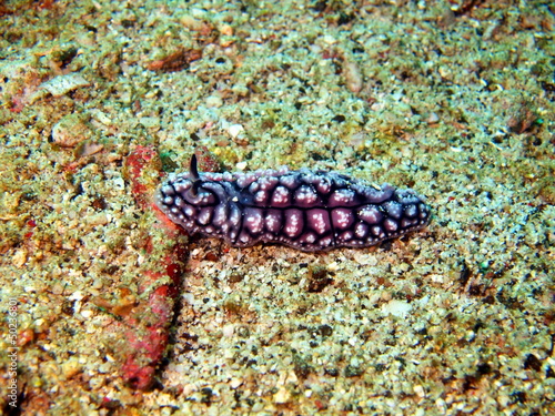 Sea slugs of the Philippine sea