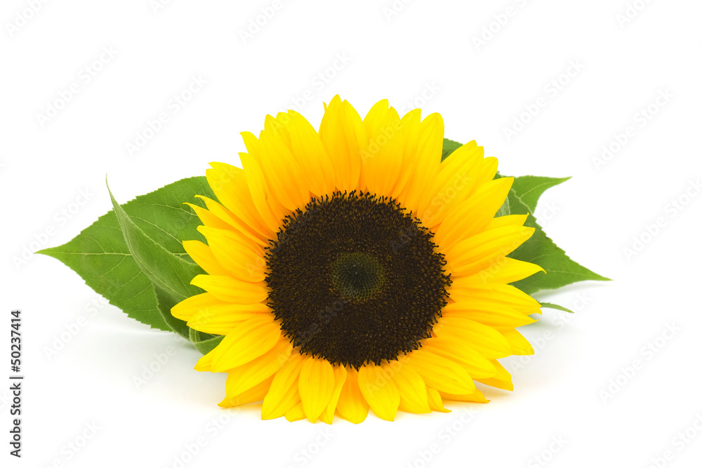 Naklejka premium sunflower on white background (Helianthus)
