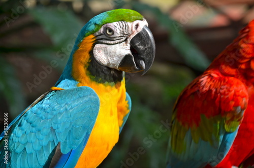 Blue and Yellow Macaw © lucazzitto