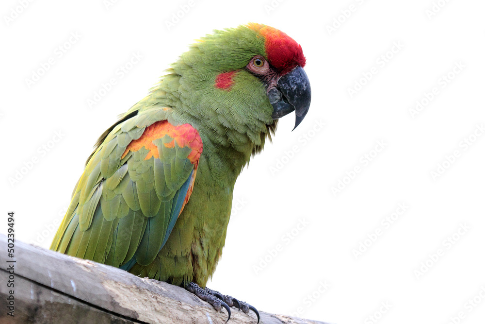 Colorful parrot isolated on white