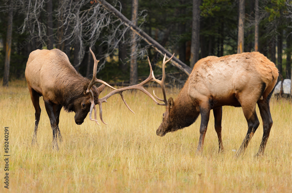 Rocky Mountain Elk Rutting Rocky Mountain Elk Rutting