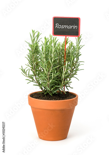 Rosmarin im Tontopf mit Pflanzenstecker