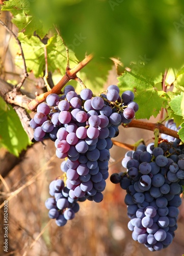wine grape