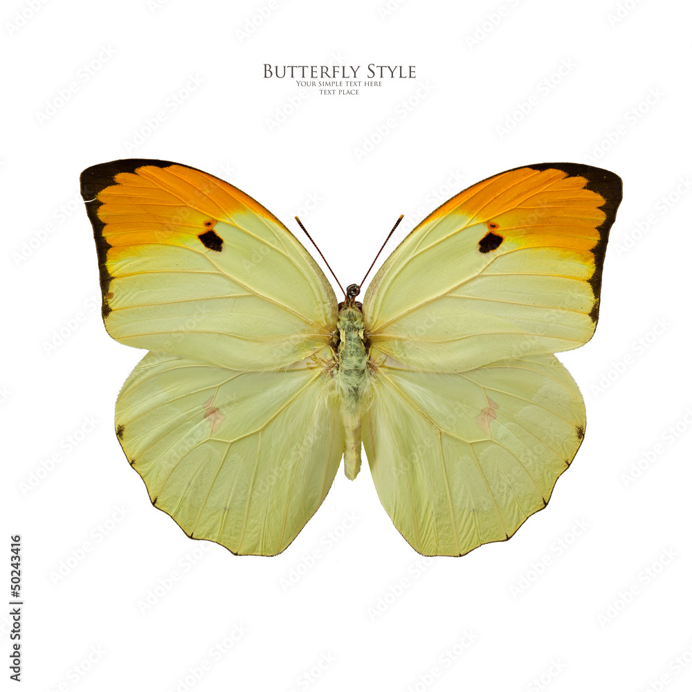Anteos minippe butterfly Anteos minippe butterfly
