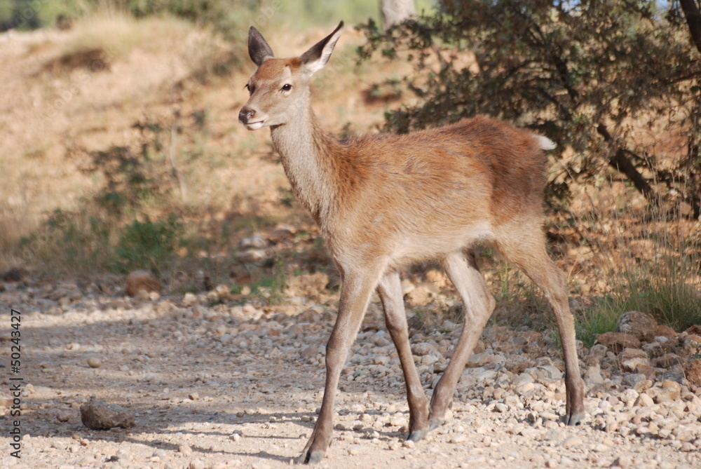 biche biche