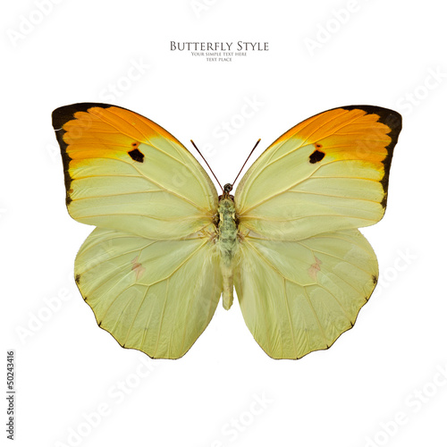 Anteos minippe butterfly