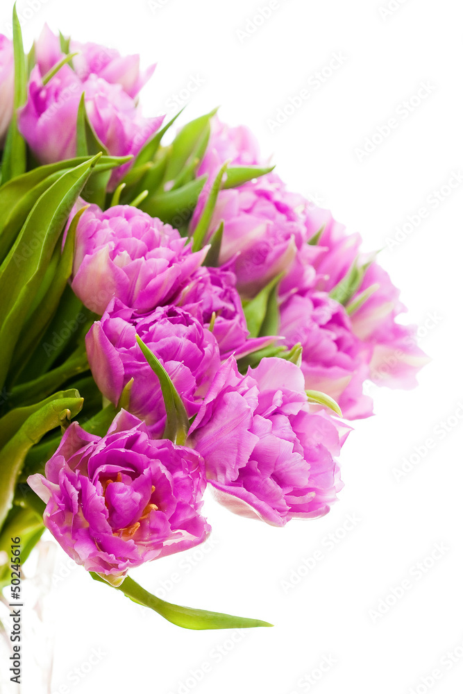 Beautiful purple tulips Beautiful purple tulips