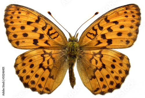 Isolated Marbled Fritillary butterfly photo