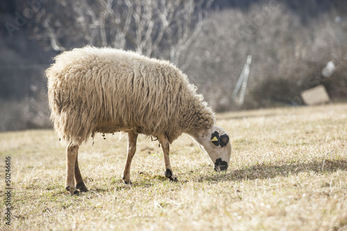 Tapeta Sheep in the pasture