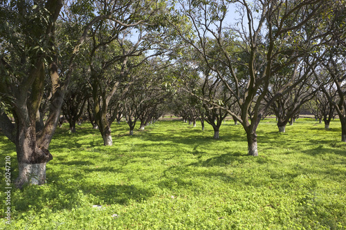 Punjabi mango orchard