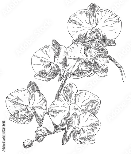 Fototapeta Naklejka Na Ścianę i Meble -  Hand drawing orchid flower
