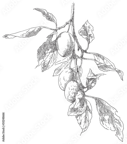 Hand drawing plums on plum tree branch