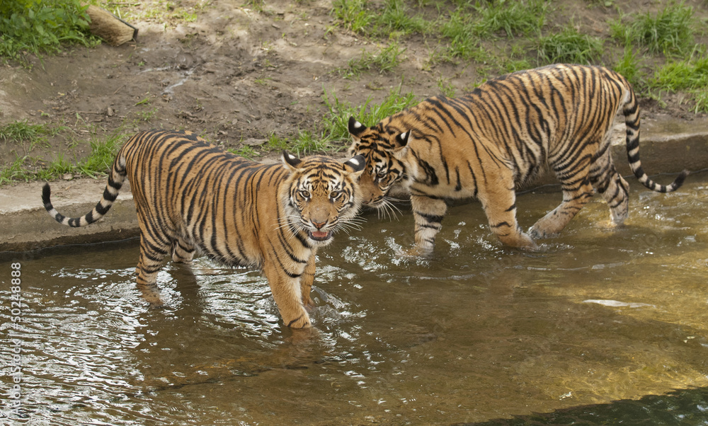 Fototapeta premium Tiger