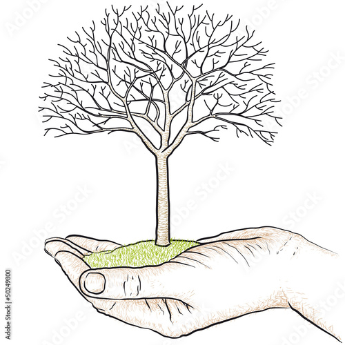 albero in mano
