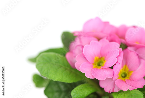 Beautiful pink primula in flowerpot isolated