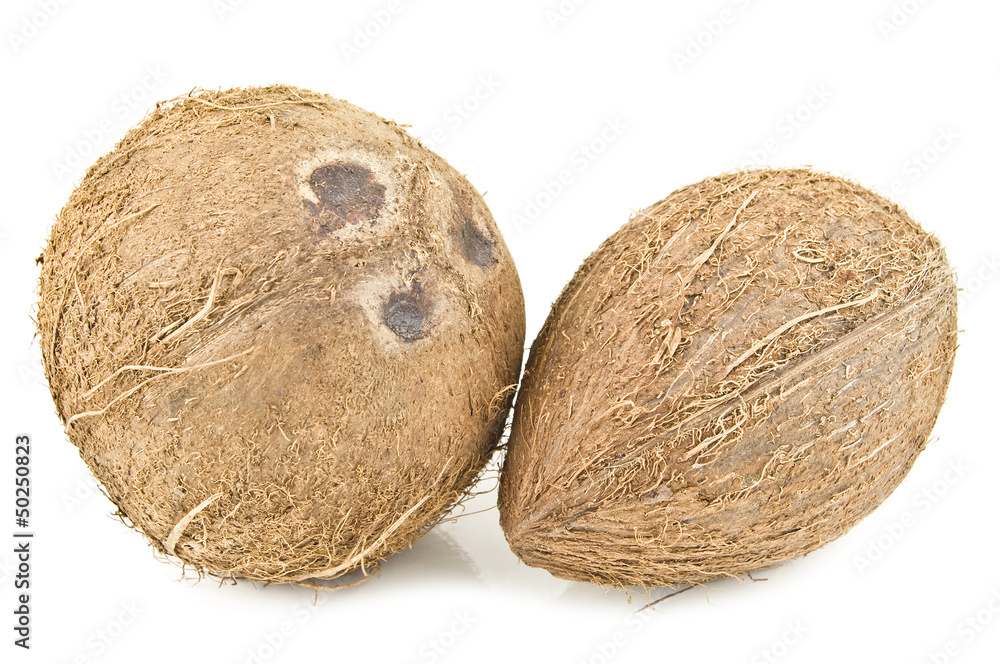 two coconuts two coconuts