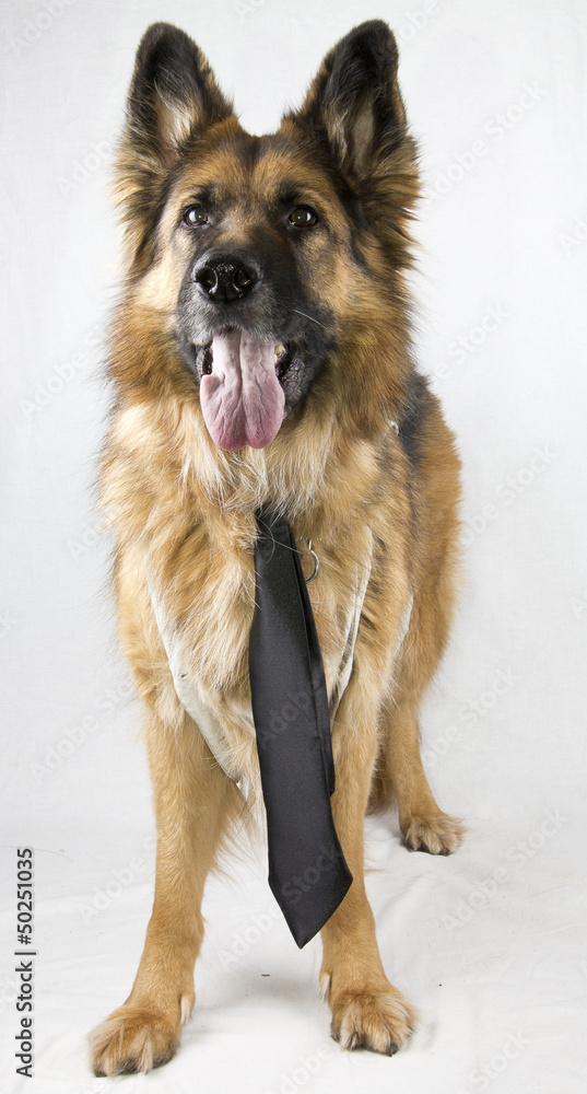 german shepherd german shepherd