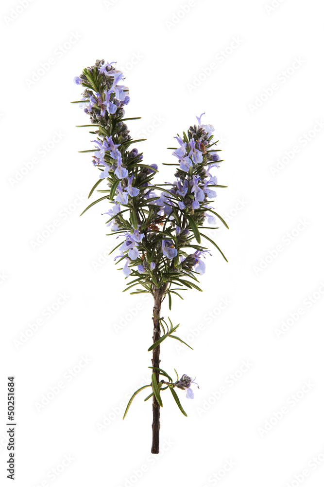 rosemary flowering branches isolated on white rosemary flowering branches isolated on white