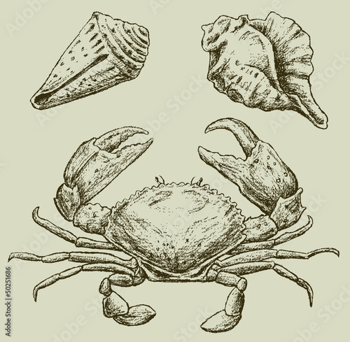 crab and seashells