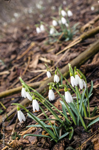 Group of snowdrop flowers