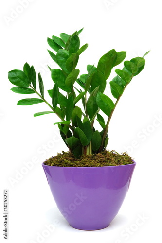 Zamia in pot  isolated on white © Bacho Foto