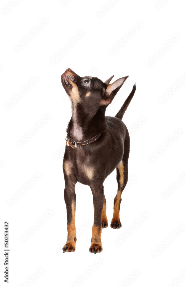 Russian Toy Terrier in studio Russian Toy Terrier in studio