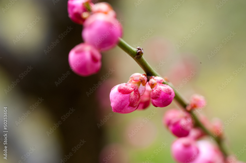 Fototapeta premium 満開の梅の花が咲いている木