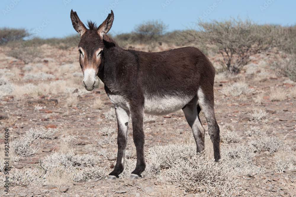 Standing donkey