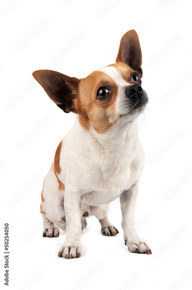 chihuahua en train de regarder chihuahua en train de regarder