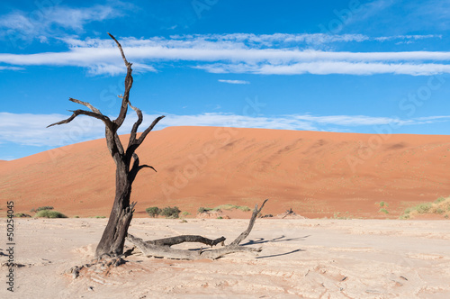 Dead tree in the Dead Valley in the Namib desert, Namibia