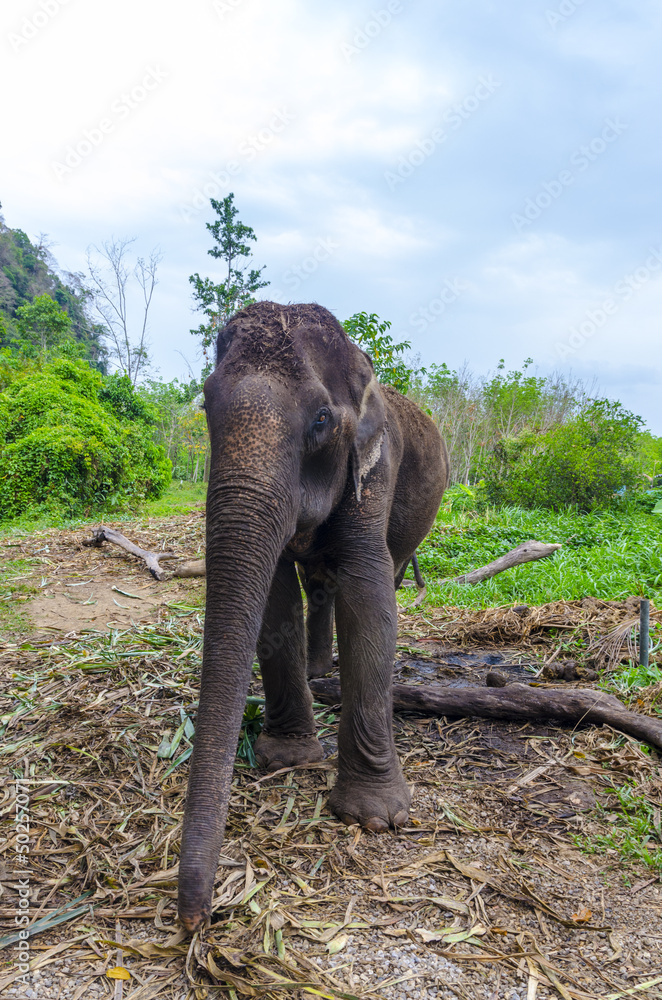 elephant grazing in the background of Thai villages