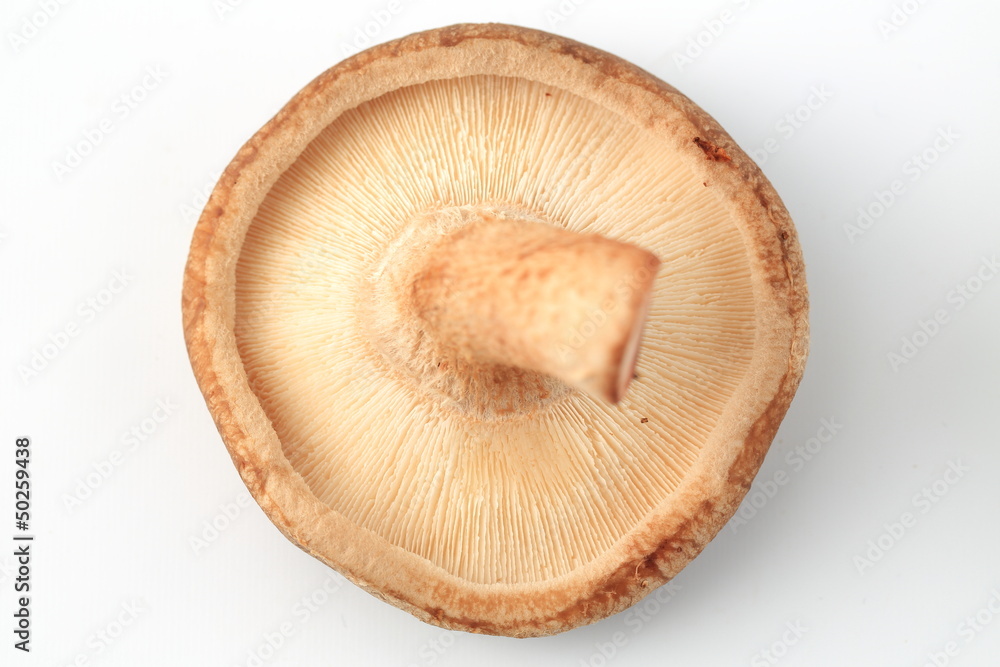 椎茸 椎茸