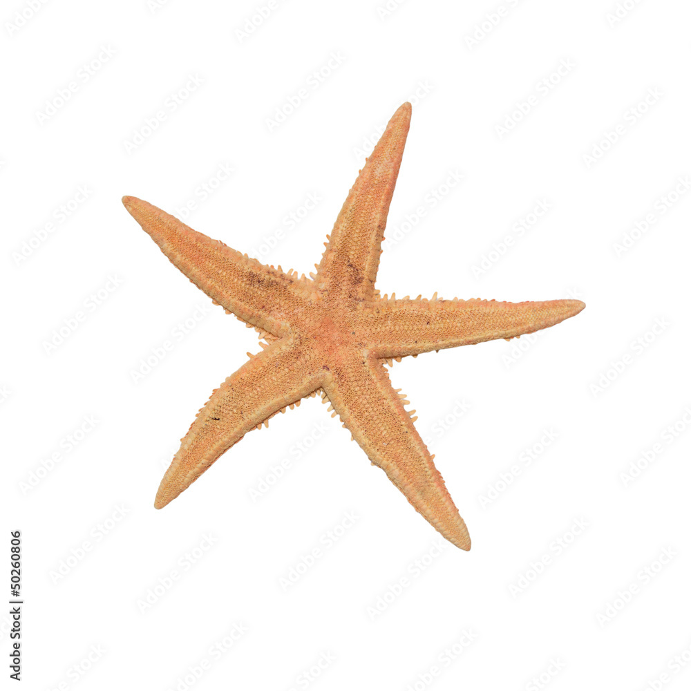beige starfish