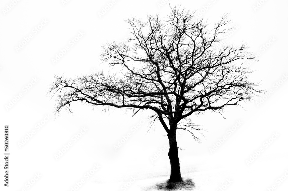 Obraz premium Lonely Tree Abstract